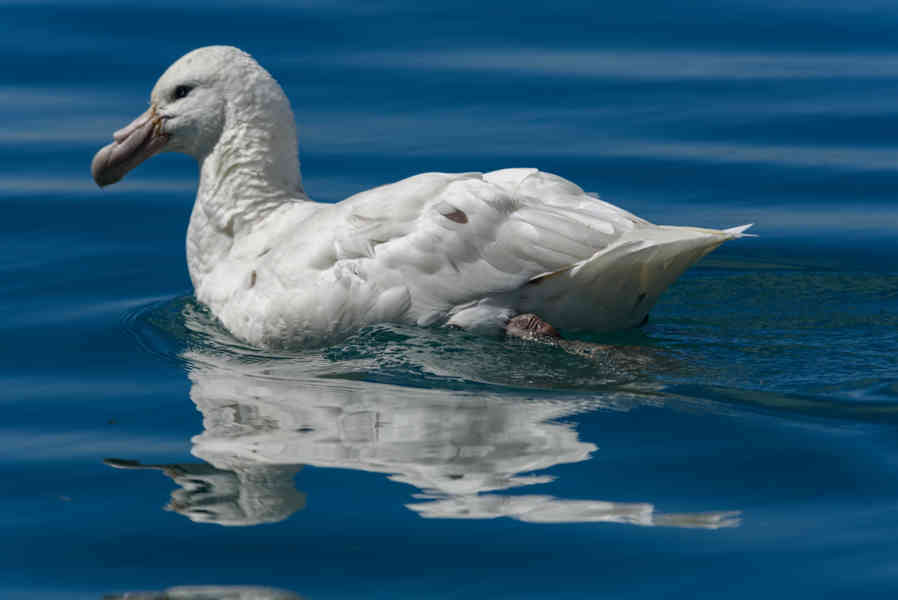 Albatros Real - islas Georgias del Sur 06.jpg